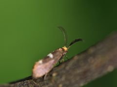 Incurvaria masculella